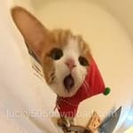 Avatar of Kamran Saeed